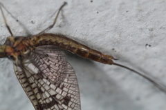 Ephemera simulans