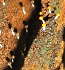 Physarum melleum