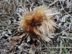 Cynara tournefortii