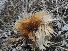 Cynara tournefortii