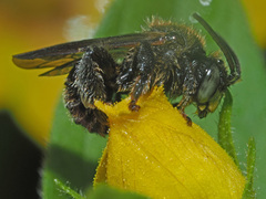 Macropis fulvipes