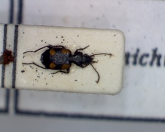 Lionychus quadrillum