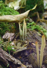 Clavaria subfalcata