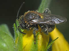 Macropis fulvipes