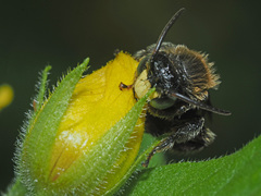 Macropis fulvipes