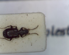 Microlestes minutulus