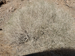 Bebbia juncea aspera