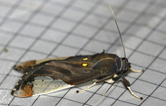 Bertholdia flavidorsata