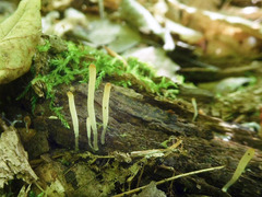 Clavaria subfalcata
