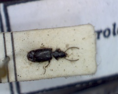 Microlestes negrita