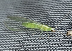 Chrysopodes collaris