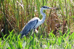 Ardea cocoi
