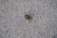 Icteranthidium grohmanni