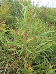 Searsia kwazuluana