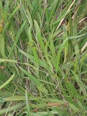 Searsia kwazuluana