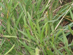 Searsia kwazuluana