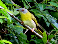 Apalis flavida neglecta