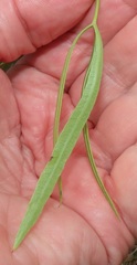 Searsia kwazuluana