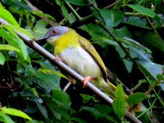 Apalis flavida neglecta