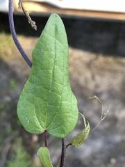 Dioscorea burchellii
