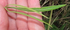 Searsia kwazuluana