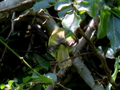 Apalis flavida neglecta