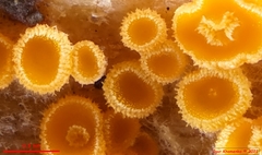 Arachnopeziza trabinelloides