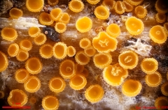 Arachnopeziza trabinelloides