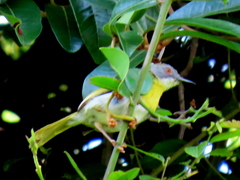Apalis flavida neglecta