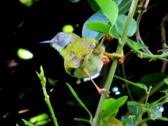 Apalis flavida neglecta