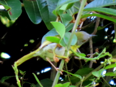 Apalis flavida neglecta