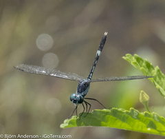 Erythrodiplax longitudinalis