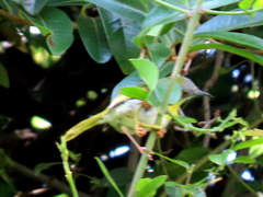 Apalis flavida neglecta