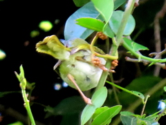 Apalis flavida neglecta