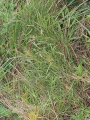 Searsia kwazuluana