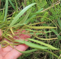 Searsia kwazuluana