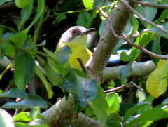 Apalis flavida neglecta