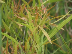 Searsia kwazuluana
