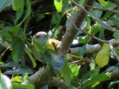Apalis flavida neglecta