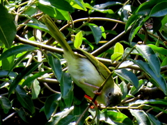Apalis flavida neglecta