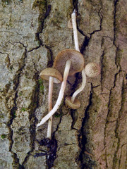 Cystoagaricus hirtosquamulosus