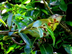 Apalis flavida neglecta