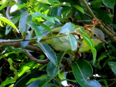 Apalis flavida neglecta
