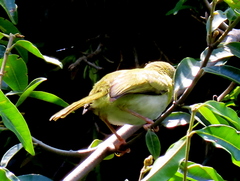 Apalis flavida neglecta