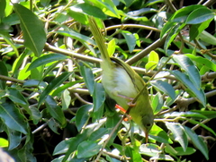 Apalis flavida neglecta