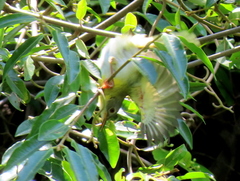 Apalis flavida neglecta