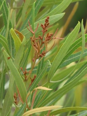 Searsia kwazuluana