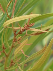 Searsia kwazuluana