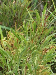 Searsia kwazuluana