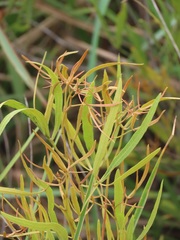 Searsia kwazuluana